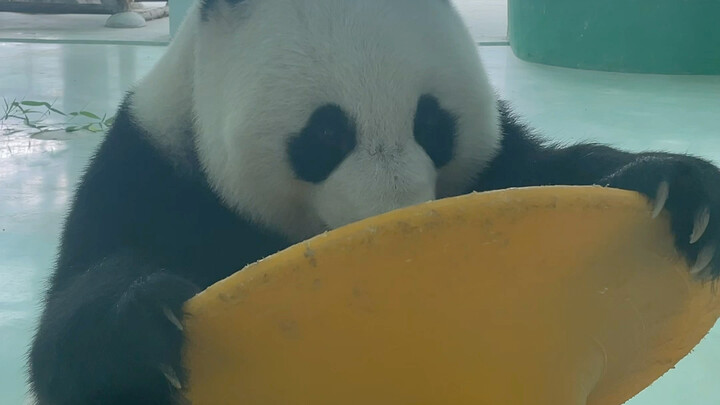 Hi everyone, have you missed me?