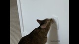 cat licks outlet