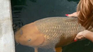 Ikan Koi Berukuran 120CM. Penurut dan TIdak Pilih Makan