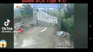 🐕 xít chết 😱