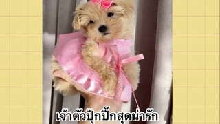 เพื่อนตัวน้อยแสนซน : เจ้าตัวปุ๊กปิ๊กสุดน่ารัก