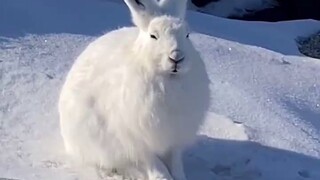 สัตว์เหล่านั้นกำลังหลับอยู่ในหิมะ!