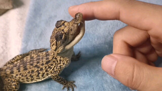 Rescued a Deformed Little Crocodile and was Adored by Its Grateful Eyes