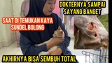 Masya Allah Kucing Jalanan Yang Mirip Sundel Bolong Sudah Sembuh Dokter Sampai Terharu Saat Pisah..!
