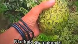 buah ito ito nomi milik doflamingo😎🥀