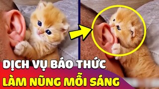 Dịch vụ 'BÁO THỨC' chạy bằng Pate  luôn 'THỨC SEN DẬY' vào mỗi sáng 😅 | Gâu Đần