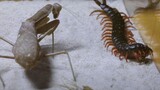 螳螂 VS 蜈蚣 史诗级战斗，精准而优雅