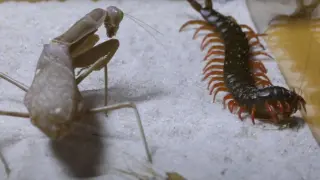 [Insect] Mantis VS Centipede | Epic Battle, Precise And Elegant