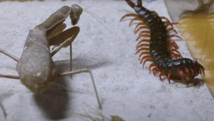 [Insect] Mantis VS Centipede | Epic Battle, Precise And Elegant