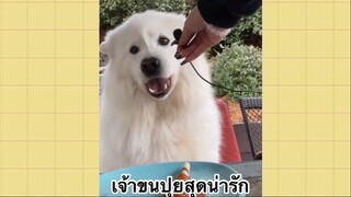 เพื่อนตัวน้อย สัตว์เลี้ยงแสนซน : เจ้าขนปุยสุดน่ารัก