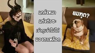 ถ้าจะจ้องกันขนาดนี้จะคนหรือ หมาก็มีจิตตกอยู่ดี... #รวมคลิปฮาพากย์ไทย