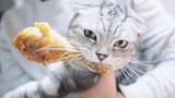 [Hewan]Kucing yang Sangat Suka Makan Ayam Goreng!