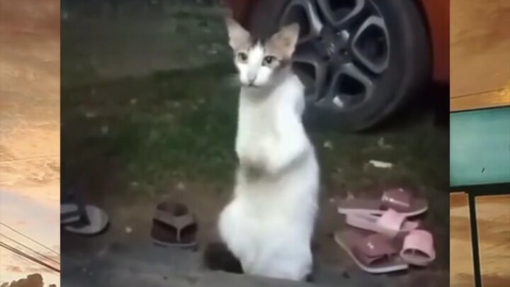 ini pasti kucing dari  arab