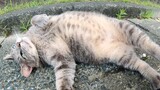 Seekor kucing abu-abu gemuk tanpa curiga memperlihatkan perutnya kepada manusia