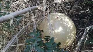 A Misterios Giant Egg We Found At The Jungle