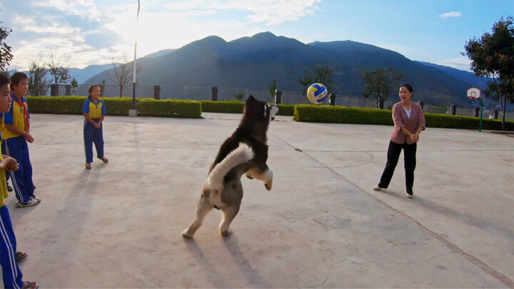 [Animals]Sweet moments of my dog playing volleyball