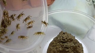 Apa jadinya lumpur yang digali puluhan kepiting?