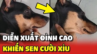 Cười xỉu với chú chó có khả năng DIỄN XUẤT ĐỈNH CAO 😂 | Yêu Lu