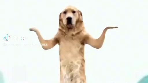 #animaldancing