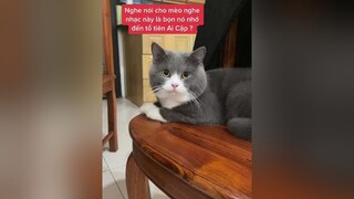 Ảo thật đấy 🙀🙀🙀 cat catsoftiktok mèo mèobibeo meow xuhuong