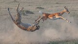 Leopard Hunting Videos Compilation
