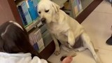 The dog stayed in the university library, acting cute and refusing to leave, and the security guard 
