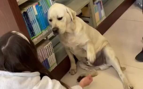 Anjing itu tetap tinggal di perpustakaan universitas, bertingkah lucu dan menolak pergi, dan penjaga