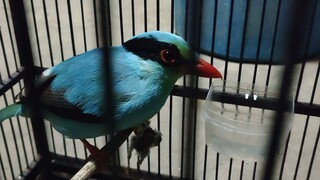 Asli Burung Makan Burung|