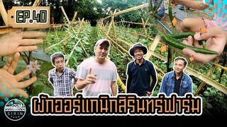 ผักออร์แกนิกสิรินทร์ฟาร์ม - [SIRINFARM]​ EP.40