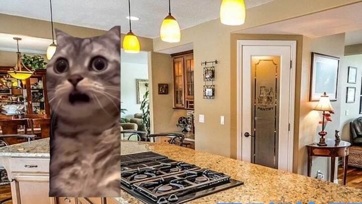 [Cat Meme] Câu chuyện kể về một cậu học sinh cấp 2 bị buộc phải đi bộ dưới trời mưa vào bãi lầy xây 