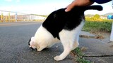 [Hewan]Saat kucing seperti sapi datang