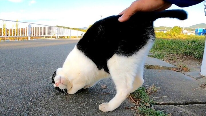 [Động vật]Khi con mèo lông giống bò sữa đi ngang qua