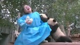 The daily life of cute pandas (compilation) …This slap will wake them up alright