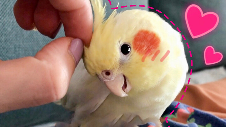 [Animals]Squeezing the quill of a little bird