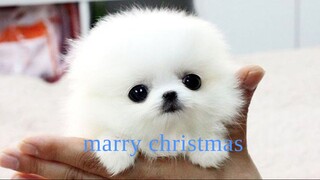 marry christmas