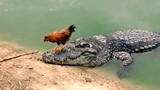 Rooster Shows The Crocodile Who's The Boss  & Bullied Him.
