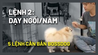 Cách huấn luyện chó cơ bản (#2) Dạy chó NGỒI, NẰM, ĐỨNG chuẩn | Hướng dẫn chi tiết dễ làm | BossDog