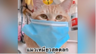 เพื่อนตัวน้อย สัตว์เลี้ยงแสนซน : แมวเหมียวสุดตลก