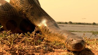 Amazon, Crawling Anaconda.