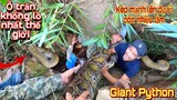 Cuộc Gọi Của Sư Phụ Kinh Hoàng Phát Hiện Ổ Trăn Khổng Lồ Nhất Thế Giới | Giant Python