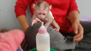 Super Smart Baby Monkey Luca Well Recognize His Milk Bottle Come Quickly To Get By Himself