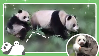 Pandas' party is like taking babies out for a walk in neighboorhood
