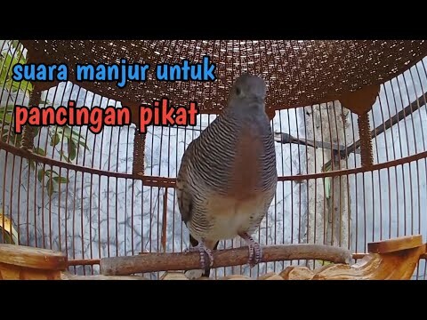 Perkutut lokal gacor suara lembut cocok untuk pancingan.