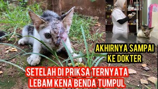 TERIMA KASIH DOKTER SUDAH MENOLONG KUCING YANG TERANIAYA TERBENTUR BENDA TUMPUL..!