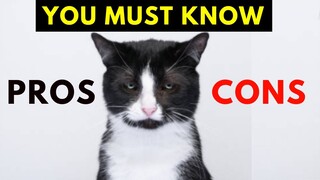 20 Surprising Pros and Cons of Tuxedo Cats