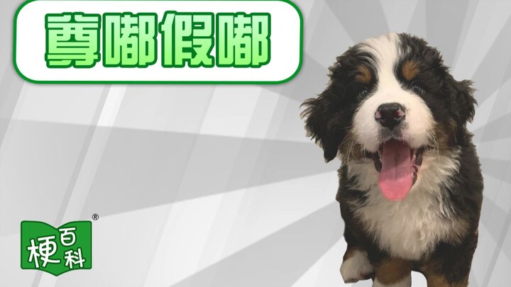 【梗百科】尊嘟假嘟是啥梗？