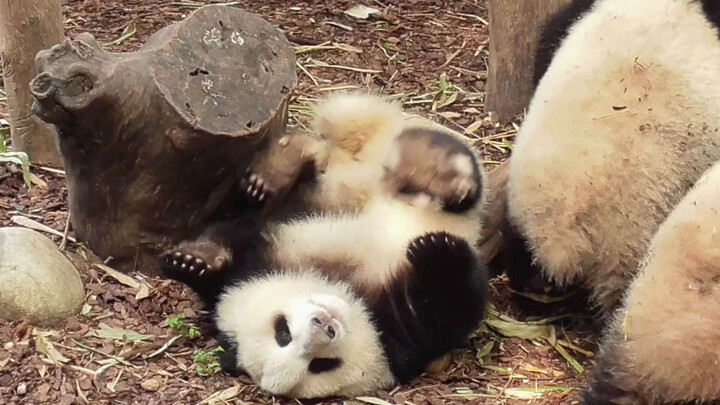 When The Cute Panda Hehua Couldn't Turn Itself Over…
