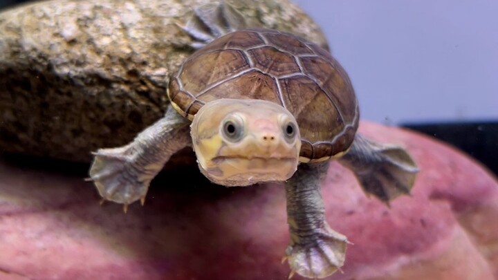 Kura-kura tidak dapat berbicara, tetapi ia dapat memberi tahu Anda apa yang dipikirkannya melalui ti