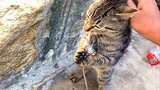 Mèo Mướp Ăn Hết Một Con Chuột Trong 5 Giây