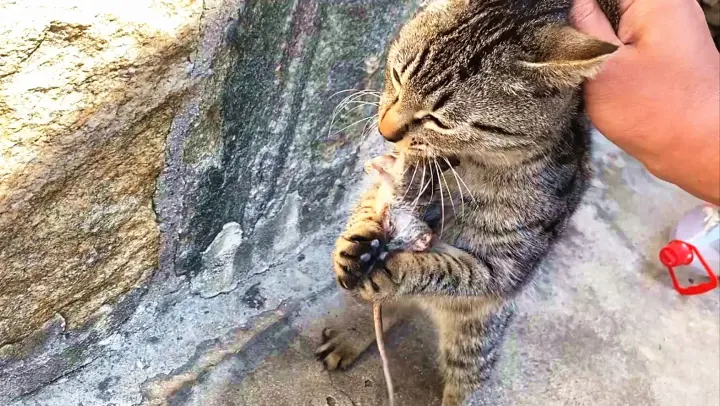 A cat eats a mouse's head in 5 second